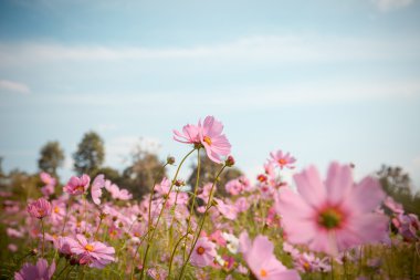Cosmos çiçek çiçek bahçesinde