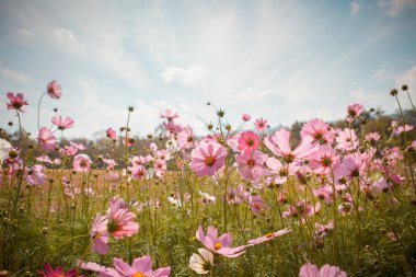 Cosmos çiçek çiçek bahçesinde