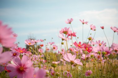 Cosmos çiçek çiçek bahçesinde