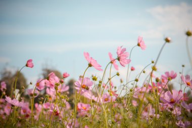 Cosmos çiçek çiçek bahçesinde