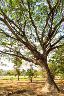 Büyük Mimoza ağaç 