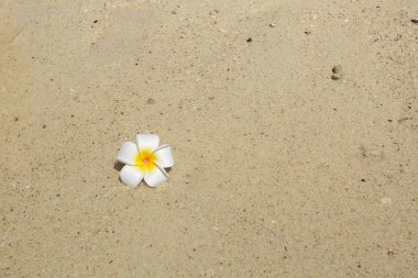 kum plajı üzerinde beyaz çiçek