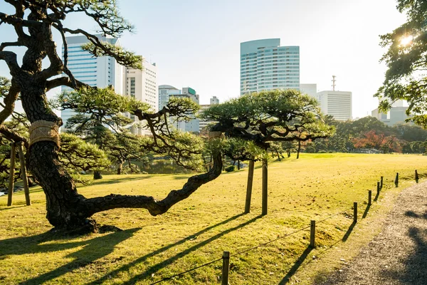Utsikt över tokyo stadsbilden med park — Stockfoto