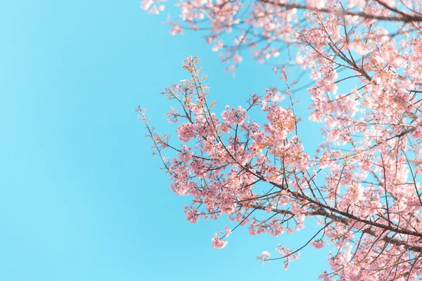 vahşi Himalaya kiraz bahar çiçeği