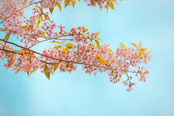 Cseresznye vadon élő Himalája spring blossom — Stock Fotó