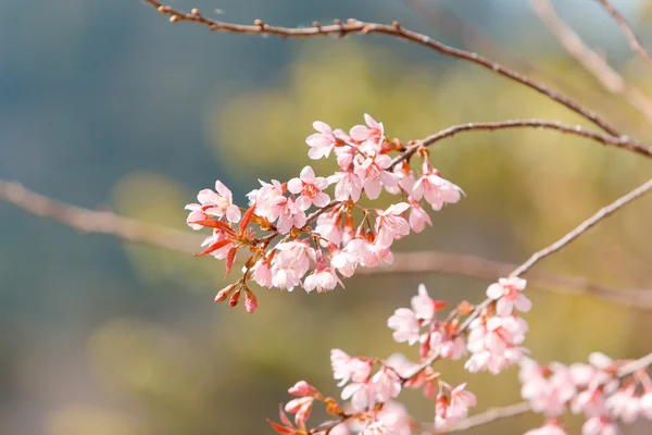 Flor selvagem da primavera da cereja do Himalaia — Fotografia de Stock