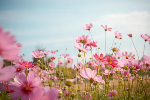 Cosmos flor flor en el jardín —  Fotos de Stock