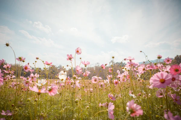 コスモスの花の花の庭 — ストック写真