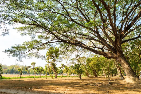 Stora Mimosa träd — Stockfoto