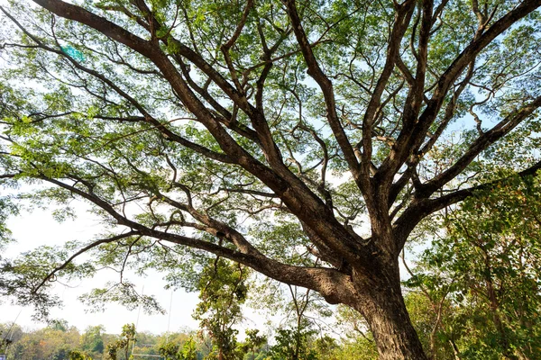 Gran árbol de Mimosa —  Fotos de Stock