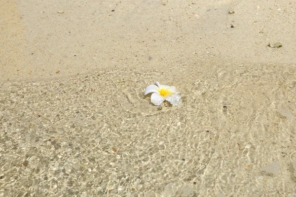 White flower on sand beach — Stock Photo, Image