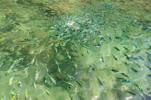 海の魚はパンを食べる — ストック写真