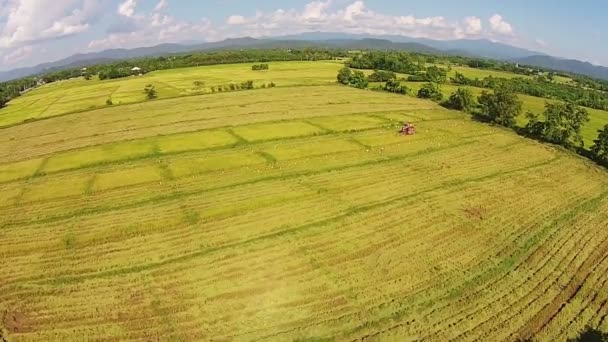 Sklizeň rýže ve velkém poli — Stock video
