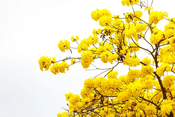 Cotovelo flor tabebuia flor no fundo branco — Fotografia de Stock