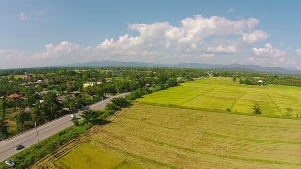 큰 분야에서 쌀을 수확 — 비디오