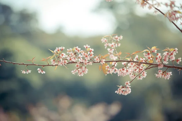 Flor de primavera de cerezo del Himalaya salvaje —  Fotos de Stock