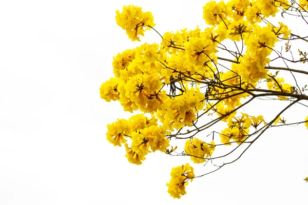 Ellow tabebuia flower blossom on white background — Stock Photo, Image