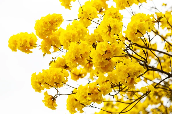 Ellow tabebuia flower blossom on white background — Stock Photo, Image