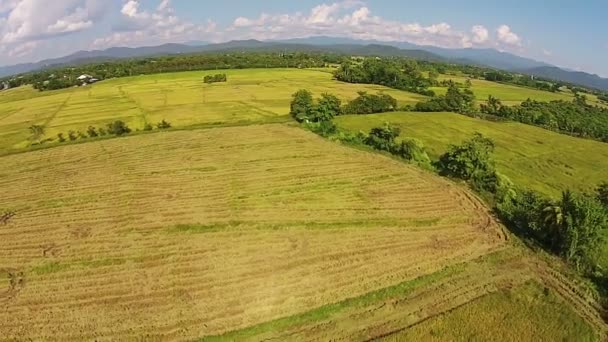 Oogsten van rijst in het grote veld — Stockvideo