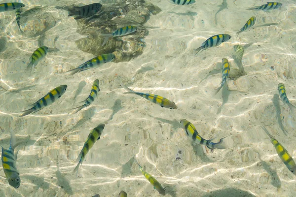 ビーチで泳ぐ小さな海魚 — ストック写真