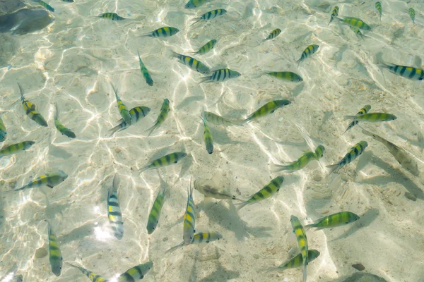 ビーチで泳ぐ小さな海魚 — ストック写真