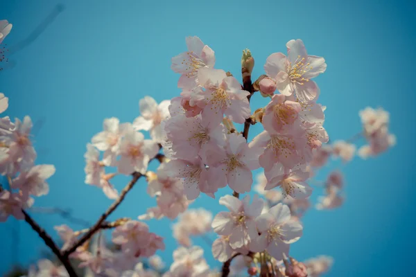 Szakura cseresznyevirág Japánban — Stock Fotó