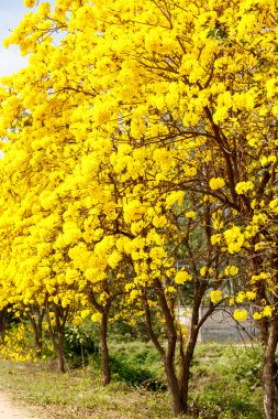 Sarı tabebuia çiçek çiçek