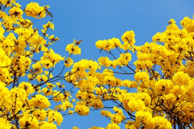 Sarı tabebuia çiçek çiçek