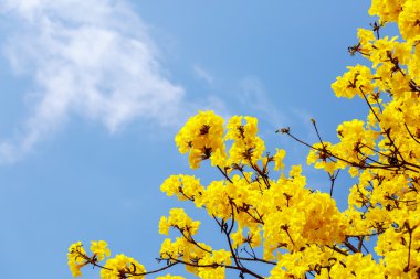 Sarı tabebuia çiçek çiçek
