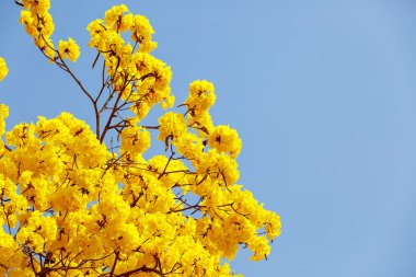 Sarı tabebuia çiçek çiçek