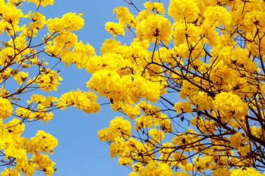 Sarı tabebuia çiçek çiçek