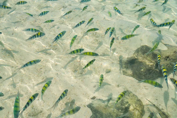 小海鱼类游泳在沙滩上 — 图库照片