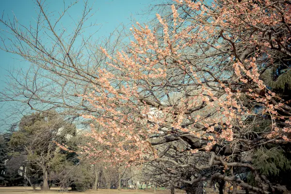 Сакура вишня цветет в Японии — стоковое фото