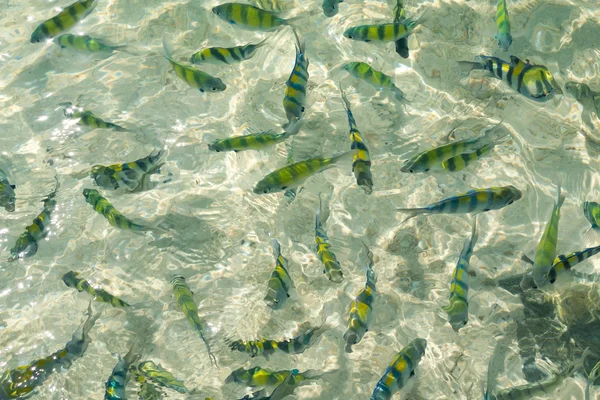 ビーチで泳ぐ小さな海魚 — ストック写真