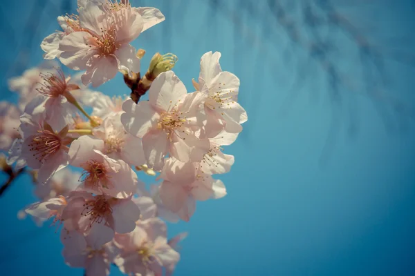 Flor de cereja sakura no japão — Fotografia de Stock