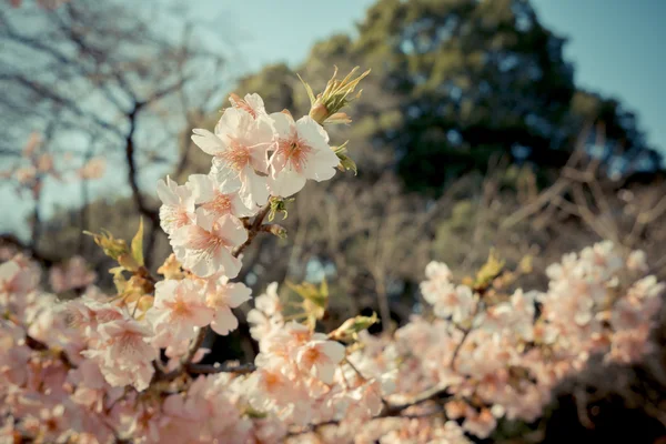 Flor de cereja sakura no japão — Fotografia de Stock