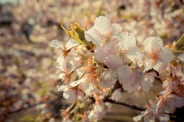 Fleur de cerisier sakura au Japon — Photo