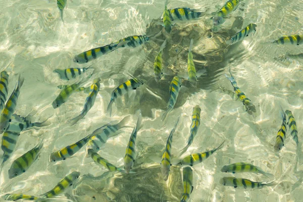 ビーチで泳ぐ小さな海魚 — ストック写真