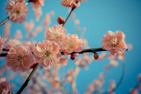 Japonya 'da kiraz çiçeği. — Stok fotoğraf