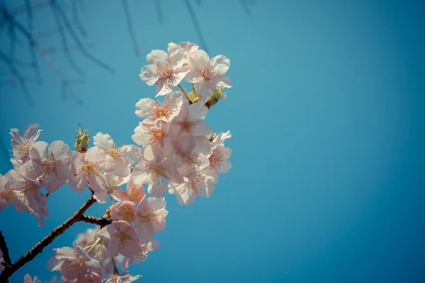 Sakura cherry květ v Japonsku — Stock fotografie