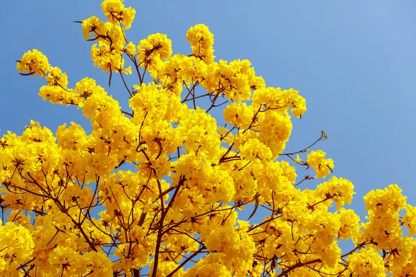 Yellow tabebuia flower blossom — Stock Photo, Image