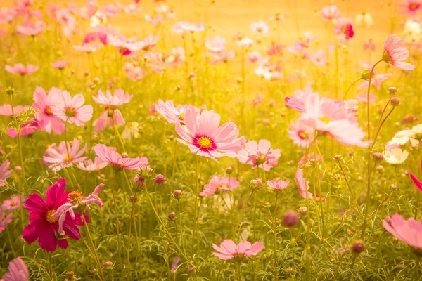 Cosmos flower blossom in garden — Stock Photo, Image