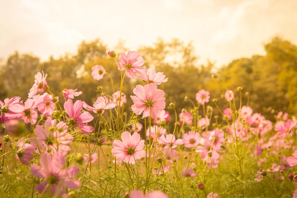 Cosmos flower blossom in garden — Stock Photo, Image