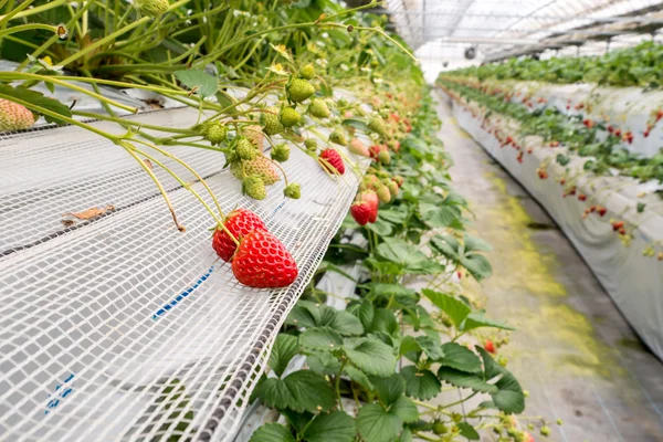 Aardbeien teelt in fabriek — Stockfoto