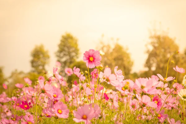 Cosmos flower blossom in garden — Stock Photo, Image