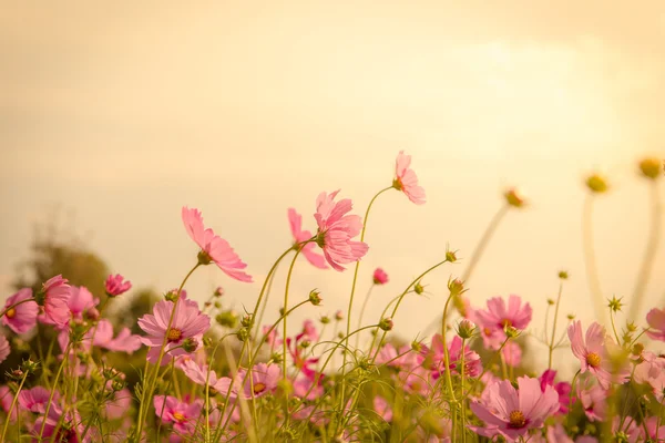 Kosmos bloem bloeien in tuin — Stockfoto