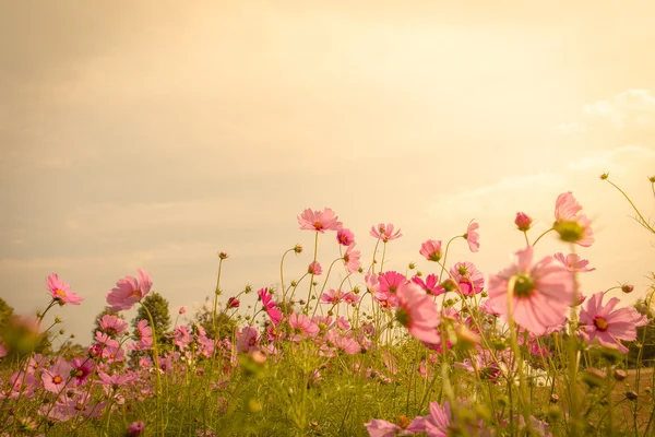 Cosmos flower blossom in garden — Stock Photo, Image