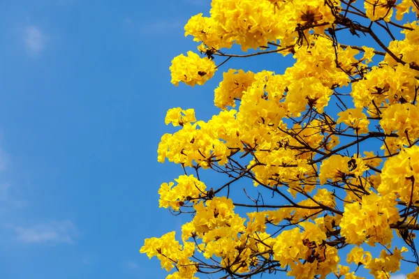 Flor de flor de tabebuia amarela — Fotografia de Stock