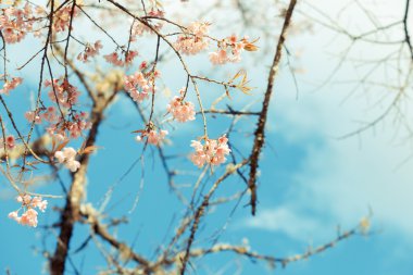 vahşi Himalaya kiraz bahar çiçeği