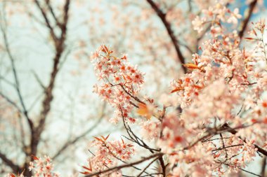 vahşi Himalaya kiraz bahar çiçeği
